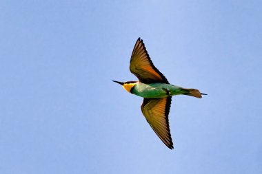 Avrupalı arı yiyici, Merops apiaster, yavruları beslemek için uçuyor. Yüksek kalite fotoğraf