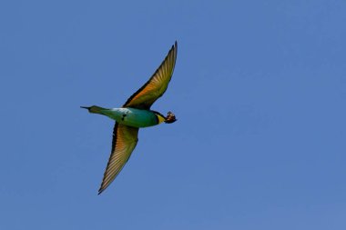 Avrupalı arı yiyici, Merops apiaster, yavruları beslemek için uçuyor. Yüksek kalite fotoğraf