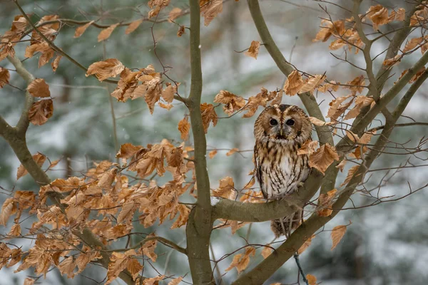 Tawny Owl Strix Aluco Bohemian Moravian Highland 공화국 고품질 — 스톡 사진