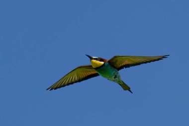 Avrupalı arı yiyici, Merops apiaster, yavruları beslemek için uçuyor. Yüksek kalite fotoğraf