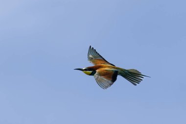 Avrupalı arı yiyici, Merops apiaster, yavruları beslemek için uçuyor. Yüksek kalite fotoğraf