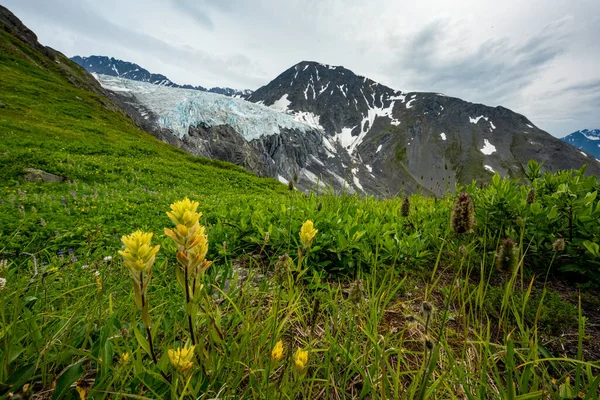 Blossoming Flowers Glacier Knik Summer Alaska High Quality Photo — Stock Photo, Image