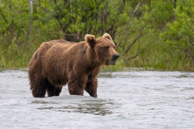 Hilal Gölü, Alaska, ABD 'de Boz Ayı. Yüksek kalite fotoğraf