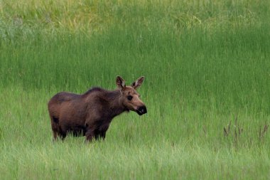 Alaska, Knik nehrinde geyik ineği. Yüksek kalite fotoğraf