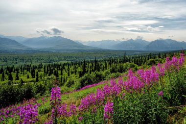 Alaska Dağları 'nın manzarası çok güzel. Önünde Fireweed var. Yüksek kalite fotoğraf