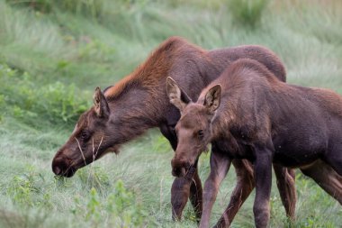 Alaska 'daki Buzul Locası' nda geyik gençliği. Yüksek kalite fotoğraf