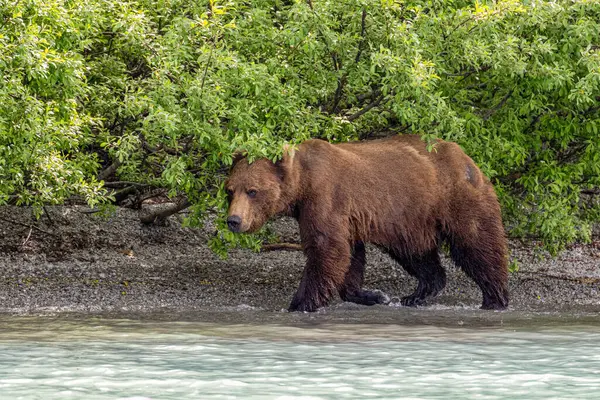 Grizzly Crescent Lake Alaska High Quality Photo — Stock Photo, Image