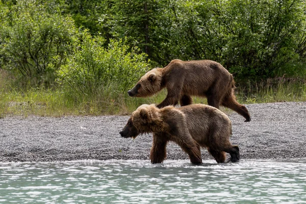 Grizzly Siblings Crescent Lake Alaska High Quality Photo — Stock Photo, Image