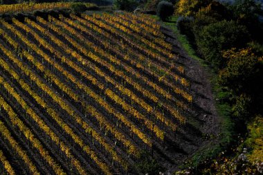 Pitoresk bölge Toskana, eşekarısı çizgileri, İtalya. Yüksek kalite fotoğraf