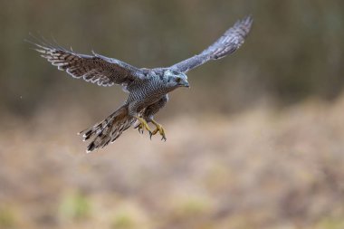 Goshawk ava çıktı. Bohem Moravya Dağları. Yüksek kalite fotoğraf