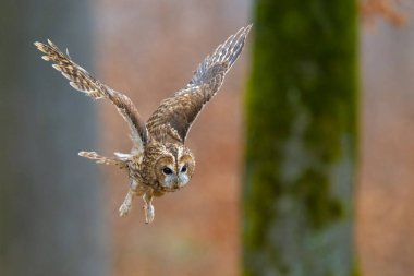 Uçan Tawny Baykuşu. Strix aluco, Bohemian Moravian Highland. Yüksek kalite fotoğraf