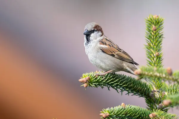 Male House Sparrow Fir Tree Passer Domesticus Nice Backgroud High — Stock Photo, Image