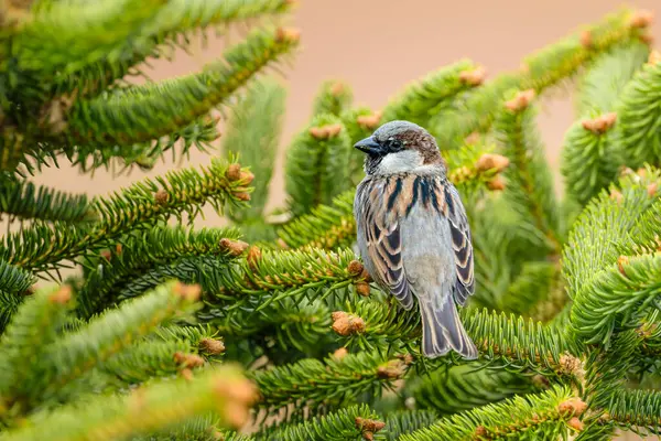 Male House Sparrow Fir Tree Passer Domesticus Green Backgroud High — Stock Photo, Image