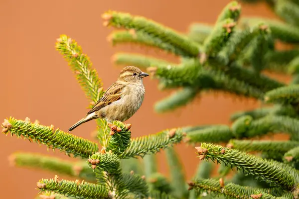 Male House Sparrow Fir Tree Passer Domesticus Orange Backgroud High — Stock Photo, Image