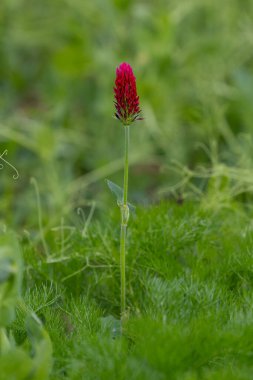 Alone soldier in the field. Crimson clover. High quality photo clipart
