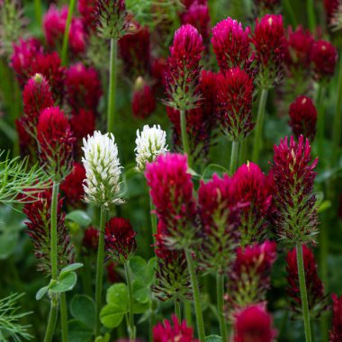 White and red Crimson clover in the field. High quality photo clipart