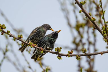 Bir çift sığırcık, Sturnus vulgaris. Yüksek kalite fotoğraf