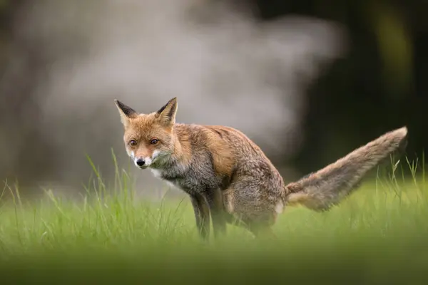 Fox Caught Shitting Meadow Bohemian Moravian Highland High Quality Photo Imágenes de stock libres de derechos
