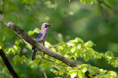 Avrasya alakargası, güneşli bir ormanda Garrulus glandarius. Yüksek kalite fotoğraf