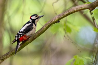 The great spotted woodpecker in a sunny forest, Dendrocopos major. High quality photo clipart