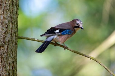 Avrasya alakargası, güneşli bir ormanda Garrulus glandarius. Yüksek kalite fotoğraf