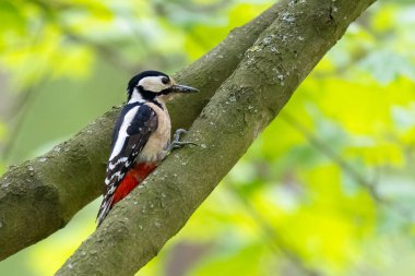 Büyük benekli ağaçkakan güneşli bir ormanda, Dendrocopos Major 'da. Yüksek kalite fotoğraf