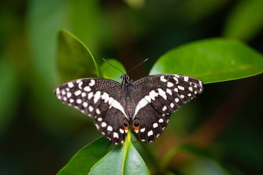 Papilio demodocus, Citrus kırlangıç, yaprakların üzerinde dinleniyor. Doğadaki narin güzellik. Heliconius melpomene. Yüksek kalite fotoğraf