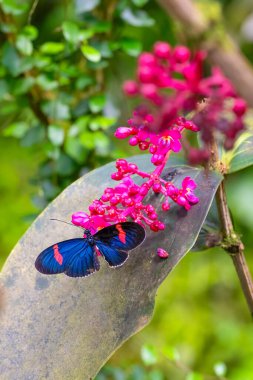 Postacı kelebek nektar emiyor. Doğadaki narin güzellik. Heliconius melpomene. Yüksek kalite fotoğraf