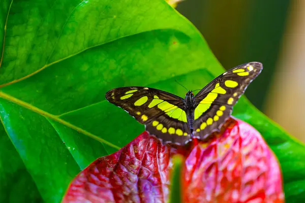 Siproeta stelenes, Malachite kelebeği, çiçeğin üzerinde dinleniyor. Doğadaki narin güzellik. Yüksek kalite fotoğraf