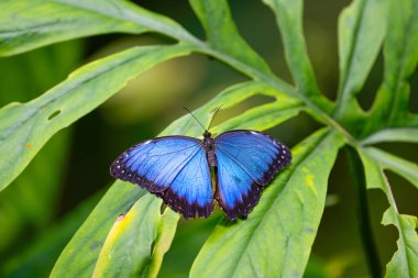 Mavi Morpho yaprakların üzerinde dinleniyor. Doğadaki narin güzellik. Morpho peleides. Yüksek kalite fotoğraf