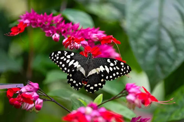 Papilio demodocus, Citrus kırlangıç, nektar emiyor. Doğadaki narin güzellik. Yüksek kalite fotoğraf