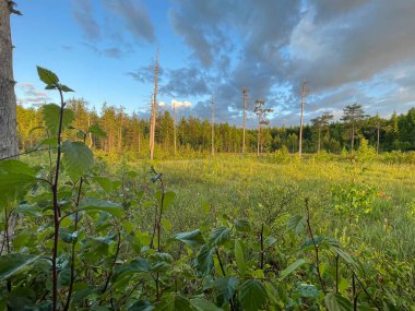 Finlandiya 'da gün doğumunda Taiga, yakınlardaki Bear Center' da. Yüksek kalite fotoğraf