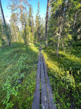 Finlandiya 'da gün doğumunda Taiga, yakınlardaki Bear Center' da. Yüksek kalite fotoğraf