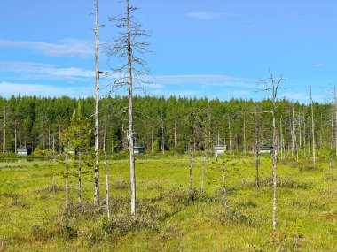 Finlandiya 'da gün doğumunda Taiga, yakınlardaki Bear Center' da. Yüksek kalite fotoğraf