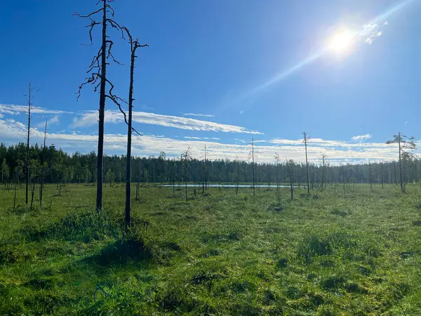 stock image Finnish taiga during the sunrise, nearby Bear centre. High quality photo