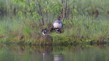 Mergellus albellus, ördekgiller familyasından bir ördek türü. Sudaki kuş, Taiga 'daki göl, Finlandiya. Ördek doğada yaşıyor. Vahşi yaşam fotoğrafçılığı. Yüksek kalite 4k görüntü