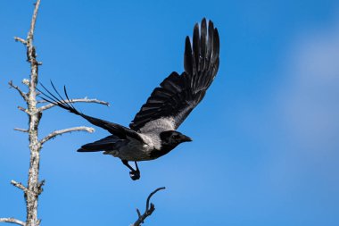 Gri ve siyah kuş. Kapüşonlu Karga, Corvus Cornix, ölü ağaç gövdesi, arka planda mavi gökyüzü, Fin taigası. Vahşi doğadaki kuş davranışları. Yüksek kalite fotoğraf