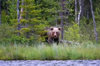 Fin Taiga 'sında kahverengi ayı, gölün etrafında dolaşır. Güzel kahverengi doğa habitatı, ağaçlar ve pamuk çimleri, Finlandiya, Avrupa 'da Kuhmo. Doğadaki büyük tehlikeli orman hayvanı, vahşi yaşam. Yüksek kalite fotoğraf