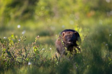 Fin Taiga 'sında koşan bir Wolverine. Wolverine, Rusya sınırına yakın bir ormanda. Kendi yaşam alanı olan Finlandiya 'da hayvan davranışları. Doğadan vahşi yaşam sahnesi. Nadir görülen bir hayvan. Yüksek kalite fotoğraf