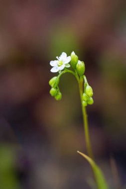 Yuvarlak yapraklı güneş çisesinin, çiçeğin, Drosera rotundifolia 'nın seçici odak noktası. Yüksek kalite fotoğraf