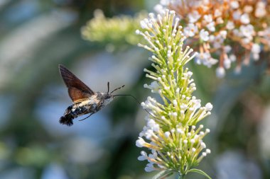 Macroglossum stellatarum çiçeğinin üzerinde uçan sinekkuşu güvesi. Doğal habitatındaki güve, Buddleja davidii 'de, ayrıca yaz leylağı olarak da bilinir, kelebek çalısı. Yüksek kalite fotoğraf