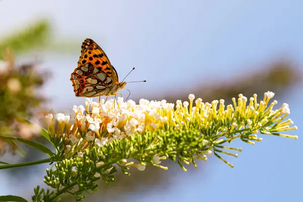 İspanya Kraliçesi, İssoria lathonia, çiçeğin üzerinde dinleniyor. Kelebek doğal ortamında, Buddleja davidii 'de, ayrıca yaz leylağı, kelebek çalısı olarak da bilinir. Yüksek kalite fotoğraf