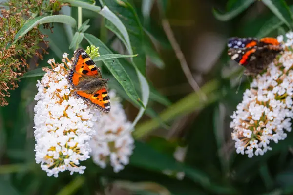 Stock image The small tortoiseshell, Aglais urticae, is resting on the flower. The butterfly in its natural habitat, on Buddleja davidii, also called summer lilac, butterfly-bush. High quality photo