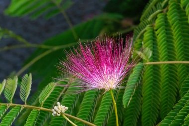 Silktree Albizia julibrissin. Mimosa, Pers Acacia, Pembe İpek Ağacı, Pembe İpek Ağacı, Lenkoran akasyası ve Piç demirhindi olarak da bilinir. Yüksek kalite fotoğraf