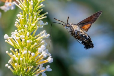 Macroglossum stellatarum çiçeğinin üzerinde uçan sinekkuşu güvesi. Doğal habitatındaki güve, Buddleja davidii 'de, ayrıca yaz leylağı olarak da bilinir, kelebek çalısı. Yüksek kalite fotoğraf