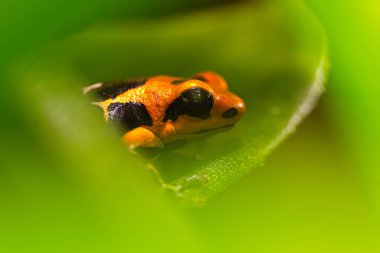 Ranitomeya fantastik Caynarachi, kızıl kafalı zehirli kurbağa. Peru 'dan Dendrobates kurbağası, Alto Caynarachi. Güzel turuncu amfibik yeşil bitki örtüsü. Yüksek kalite fotoğraf