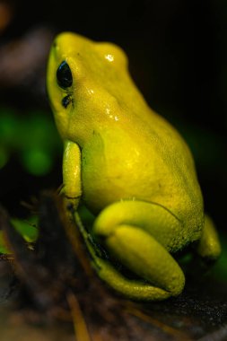Vahşi Altın Zehirli Kurbağa 'nın genellikle yaklaşık bir miligram zehir içerdiği tahmin ediliyor. 10 ila 20 kişiyi öldürmeye yetecek kadar. Ya da en fazla iki Afrika boğa fili.