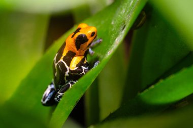 Ranitomeya fantastik Caynarachi, kızıl kafalı zehirli kurbağa. Peru 'dan Dendrobates kurbağası, Alto Caynarachi. Güzel turuncu amfibik yeşil bitki örtüsü. Yüksek kalite fotoğraf