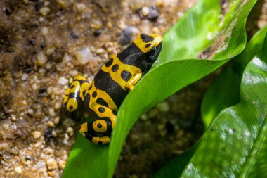 Lökosit dendrobates. Çoğu zehirli ok kurbağası gibi bu kurbağa da potansiyel yırtıcılara tatsız ve zehirli bir yemek yapacakları uyarısı olarak dönek renkler geliştirmiştir. Yüksek kalite fotoğraf