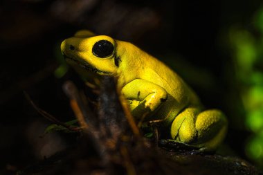 Vahşi Altın Zehirli Kurbağa 'nın genellikle yaklaşık bir miligram zehir içerdiği tahmin ediliyor. 10 ila 20 kişiyi öldürmeye yetecek kadar. Ya da en fazla iki Afrika boğa fili.